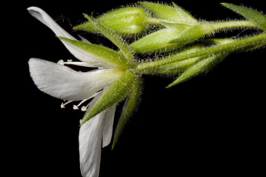 Mcneillia graminifolia (=Minuartia graminifolia) /  Minuartia graminifoglia