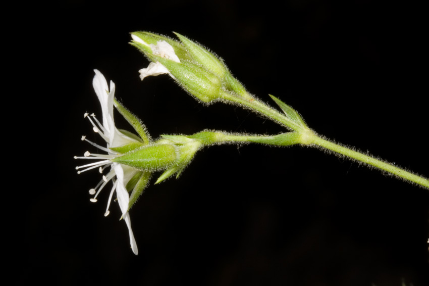 Mcneillia graminifolia (=Minuartia graminifolia) /  Minuartia graminifoglia