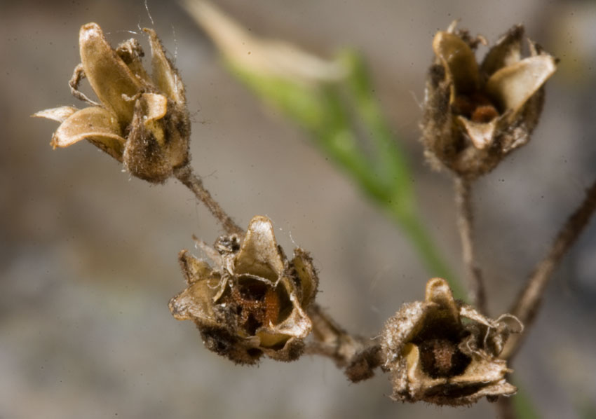 Mcneillia graminifolia (=Minuartia graminifolia) /  Minuartia graminifoglia