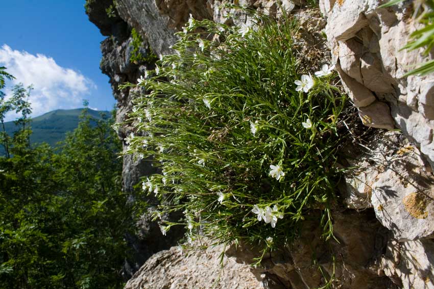 Mcneillia graminifolia (=Minuartia graminifolia) /  Minuartia graminifoglia