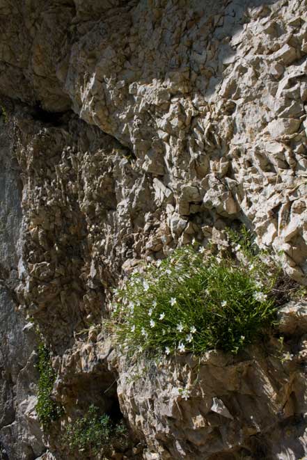 Mcneillia graminifolia (=Minuartia graminifolia) /  Minuartia graminifoglia