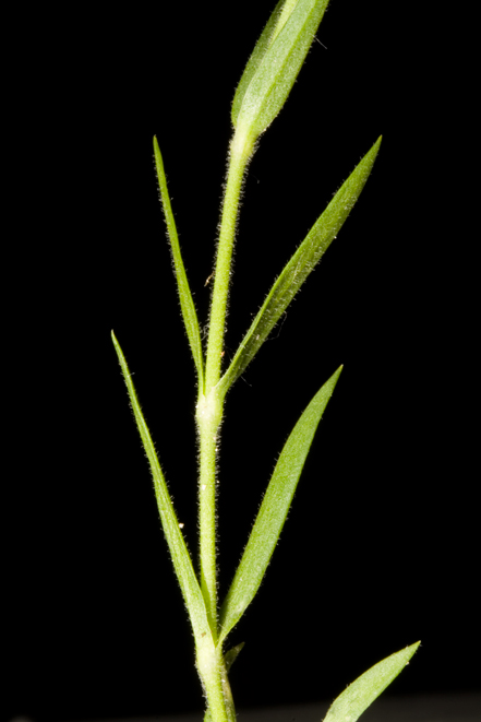 Mcneillia graminifolia (=Minuartia graminifolia) /  Minuartia graminifoglia