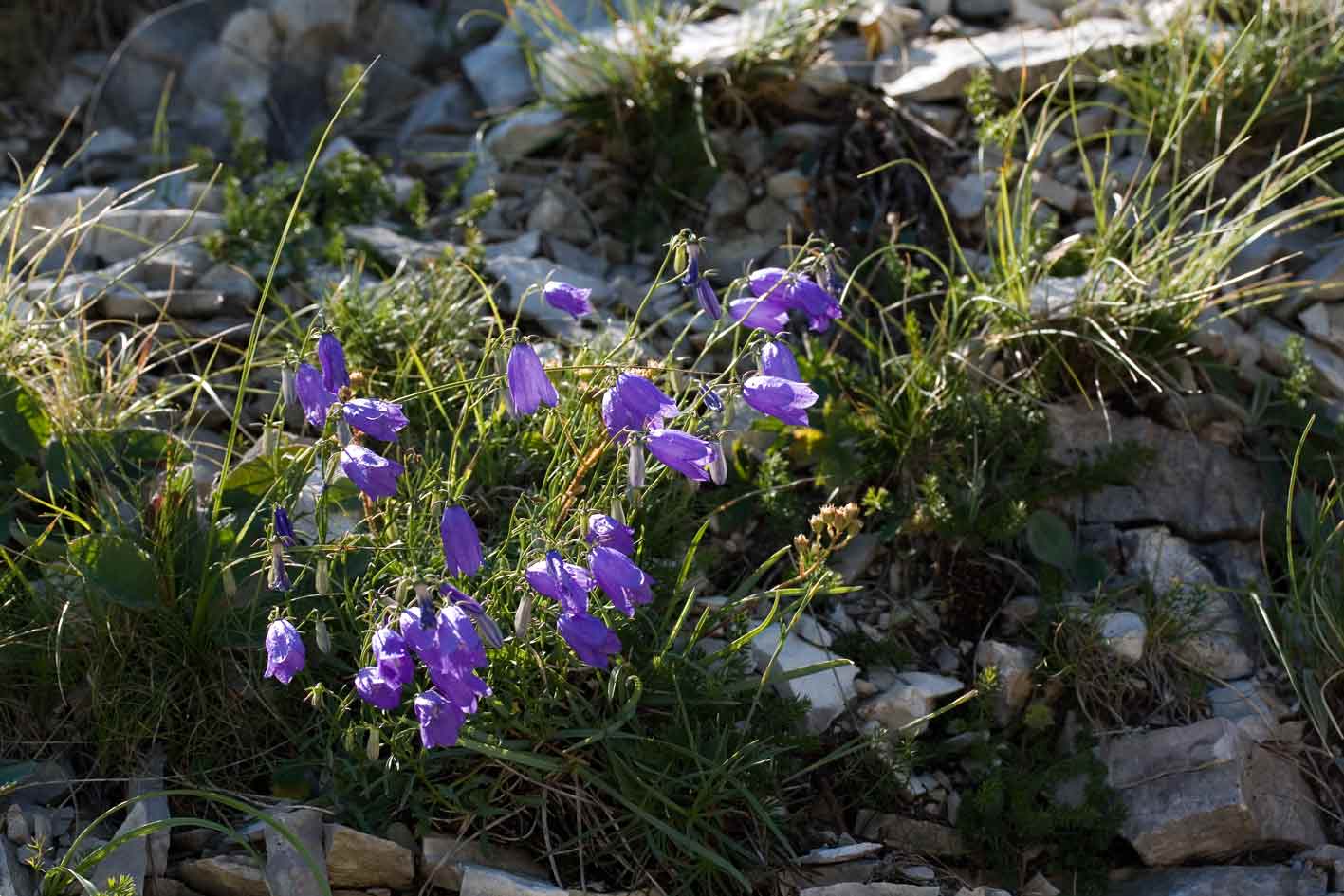 Campanula tanfanii