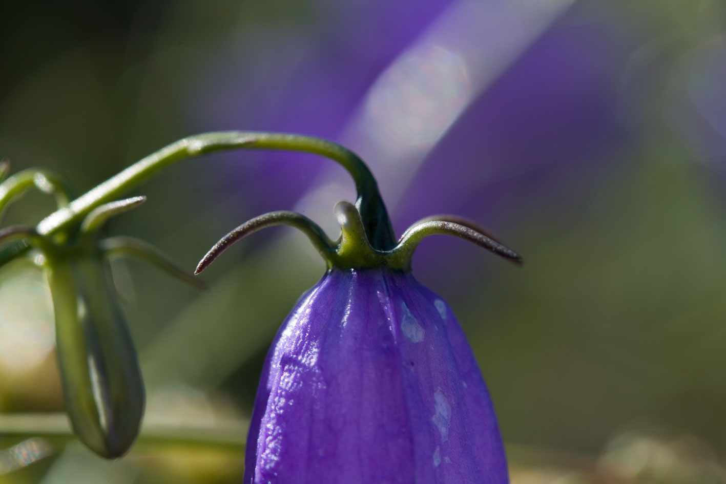 Campanula tanfanii