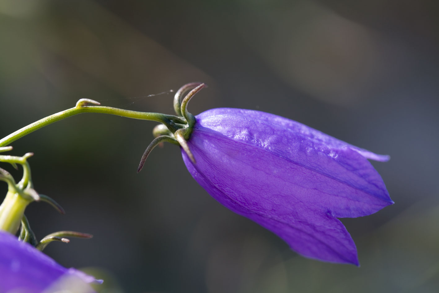 Campanula tanfanii