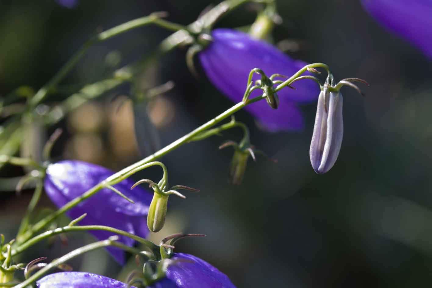 Campanula tanfanii