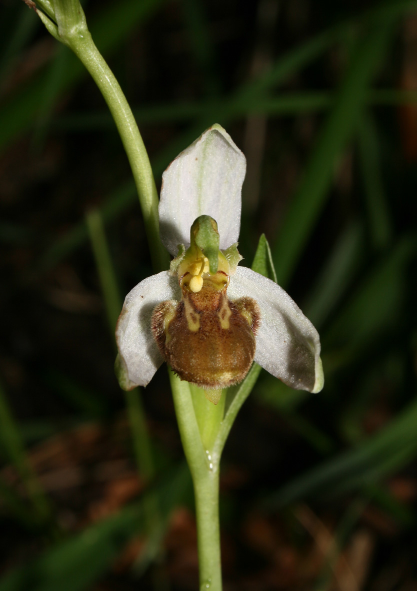 Ophrys apifera