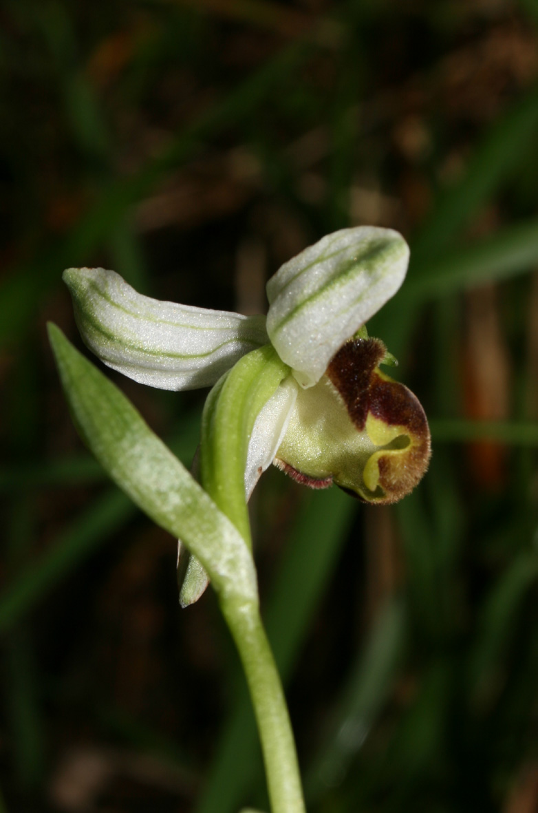 Ophrys apifera