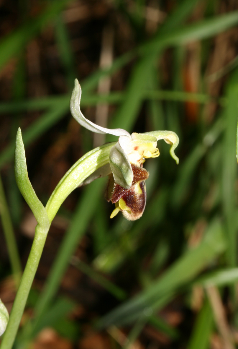 Ophrys apifera