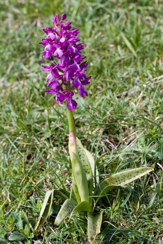 Orchis xpenzigiana - Orchis mascula con foglie maculate