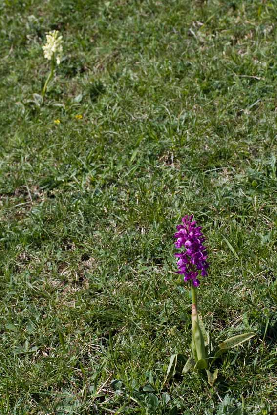 Orchis xpenzigiana - Orchis mascula con foglie maculate