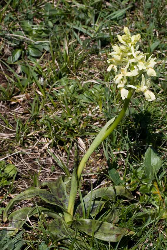 Orchis xpenzigiana - Orchis mascula con foglie maculate