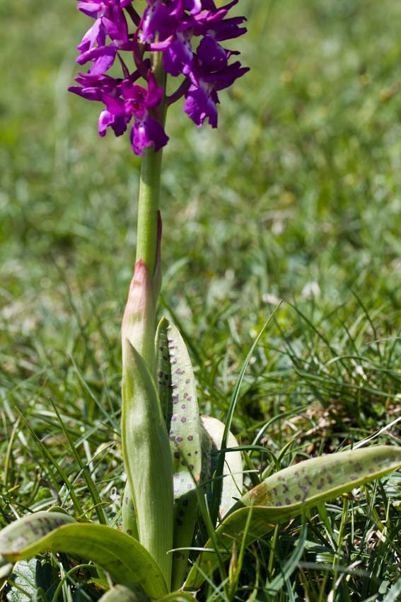 Orchis xpenzigiana - Orchis mascula con foglie maculate