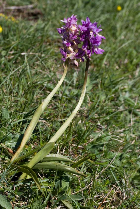 Orchis xpenzigiana - Orchis mascula con foglie maculate