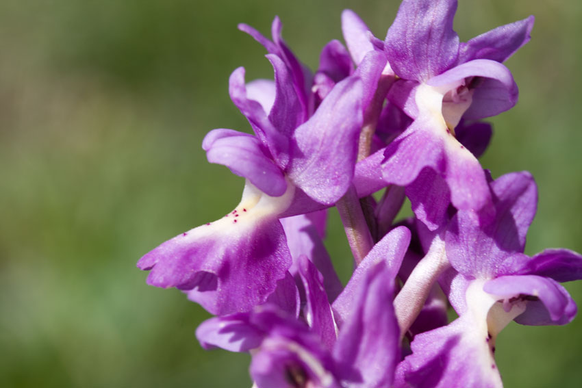 Orchis xpenzigiana - Orchis mascula con foglie maculate