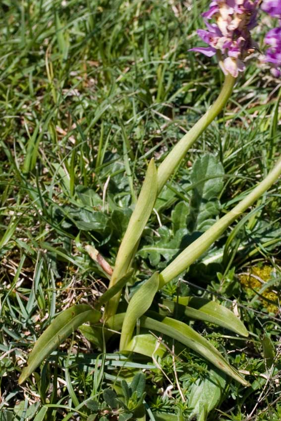 Orchis xpenzigiana - Orchis mascula con foglie maculate