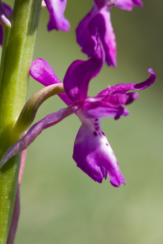 Orchis xpenzigiana - Orchis mascula con foglie maculate