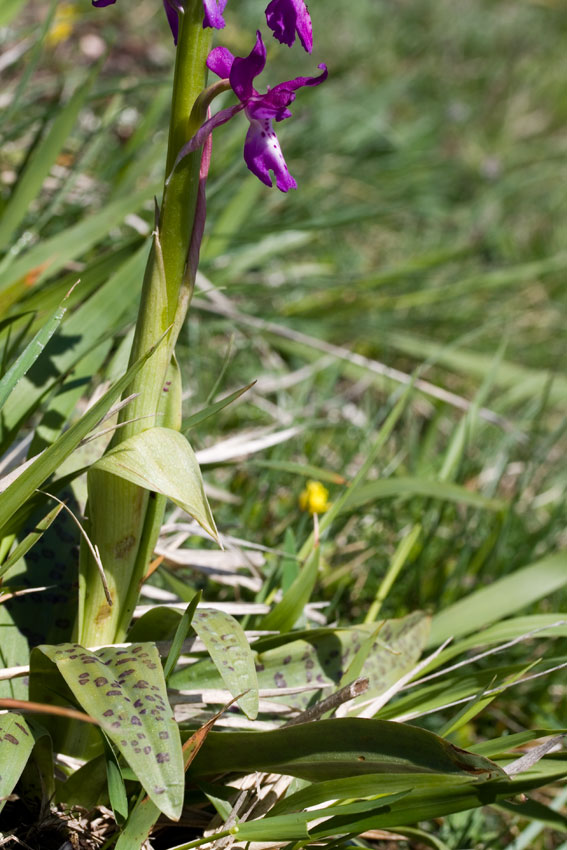 Orchis xpenzigiana - Orchis mascula con foglie maculate