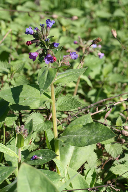 Pulmonaria vallarsae subsp. apennina (=Pulmonaria apennina) / Polmonaria degli Appennini