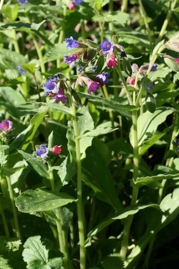 Pulmonaria vallarsae subsp. apennina (=Pulmonaria apennina) / Polmonaria degli Appennini