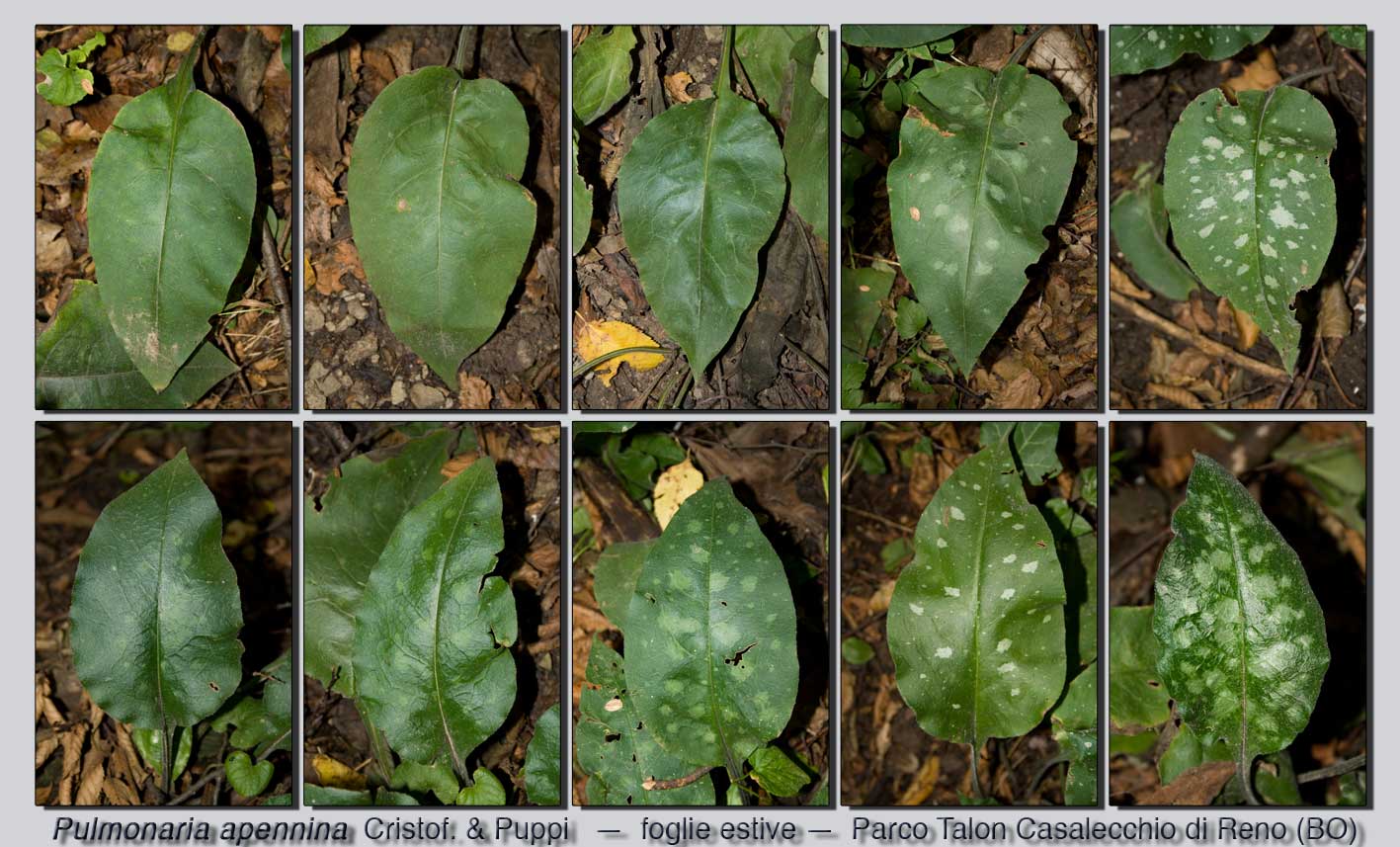 Pulmonaria vallarsae subsp. apennina (=Pulmonaria apennina) / Polmonaria degli Appennini