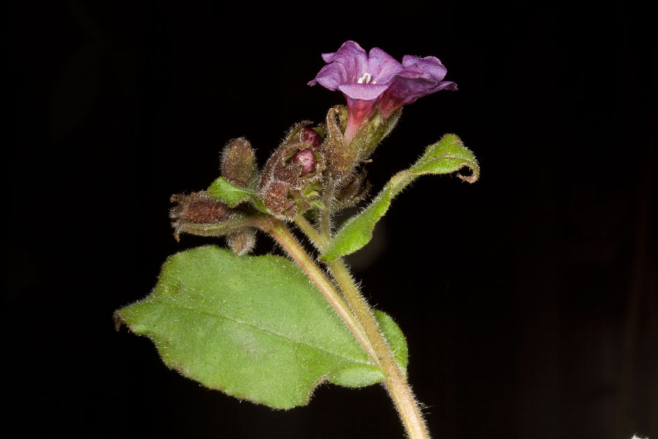 Pulmonaria vallarsae subsp. apennina (=Pulmonaria apennina) / Polmonaria degli Appennini