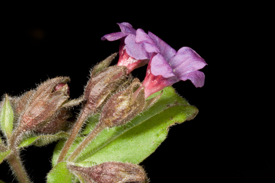 Pulmonaria vallarsae subsp. apennina (=Pulmonaria apennina) / Polmonaria degli Appennini