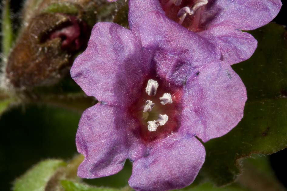 Pulmonaria vallarsae subsp. apennina (=Pulmonaria apennina) / Polmonaria degli Appennini