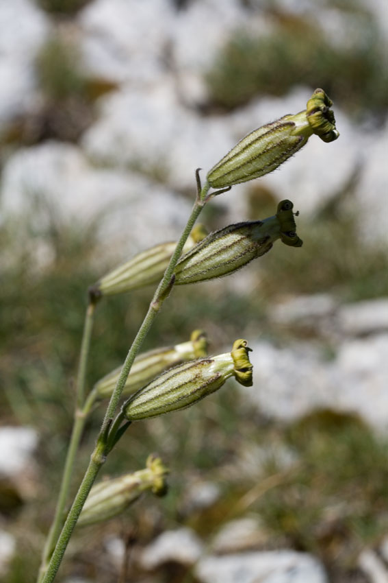 Silene ciliata subsp. graefferi / Silene cigliata