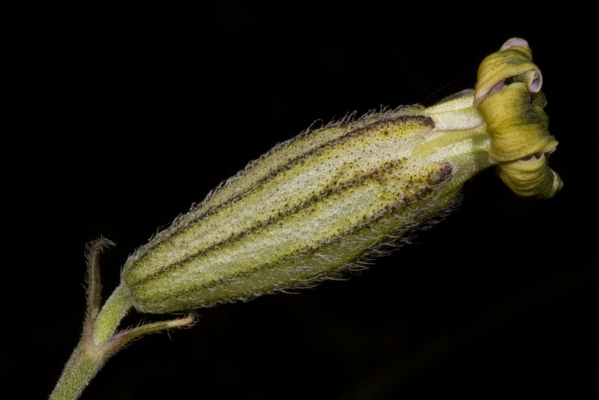 Silene ciliata subsp. graefferi / Silene cigliata