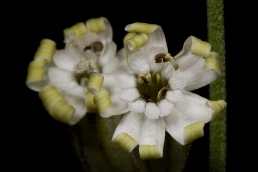 Silene ciliata subsp. graefferi / Silene cigliata