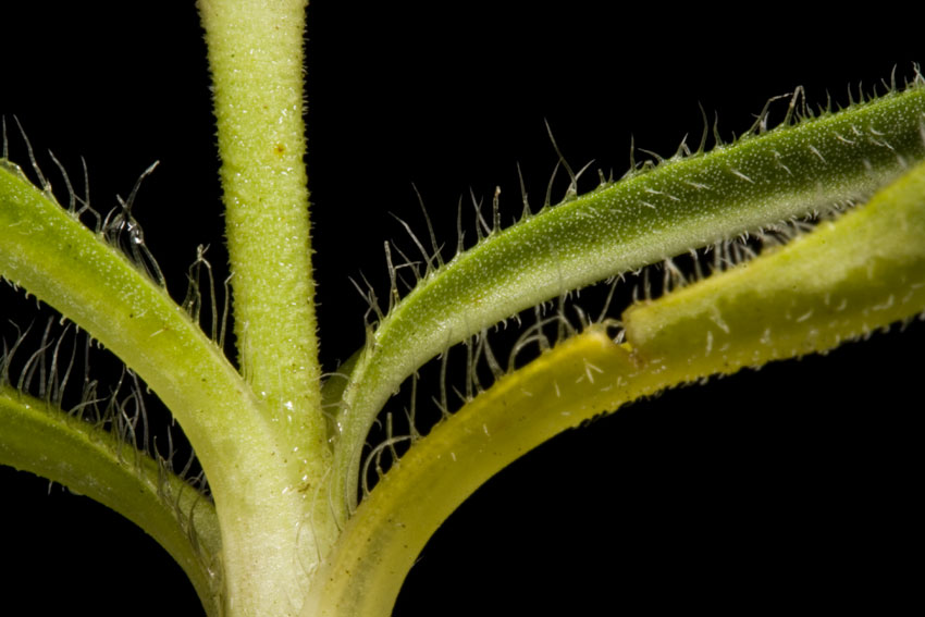 Silene ciliata subsp. graefferi / Silene cigliata