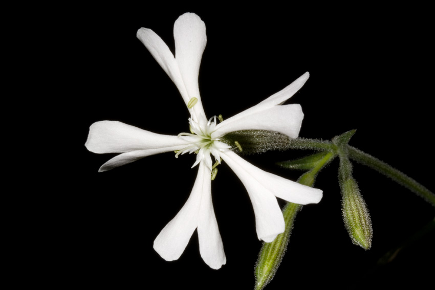 Silene italica