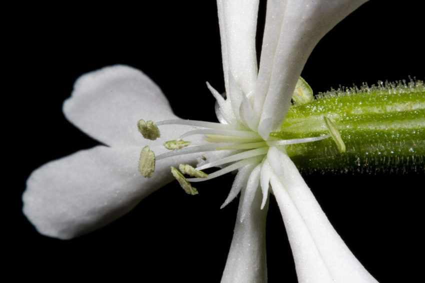 Silene italica