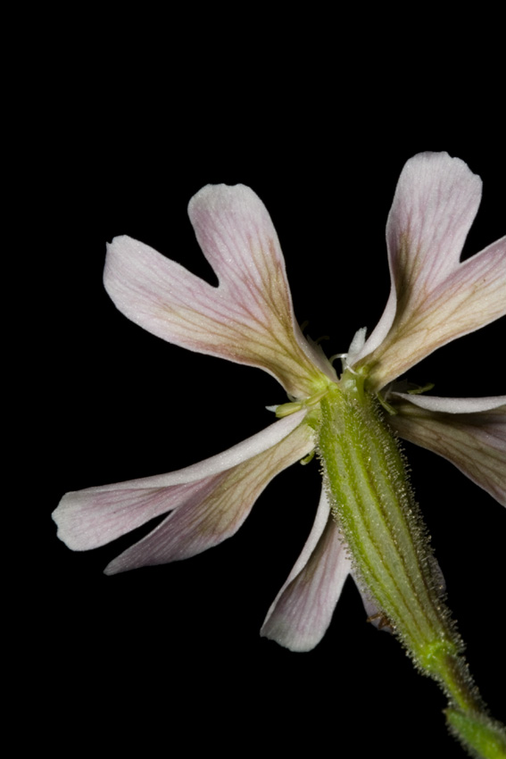 Silene italica