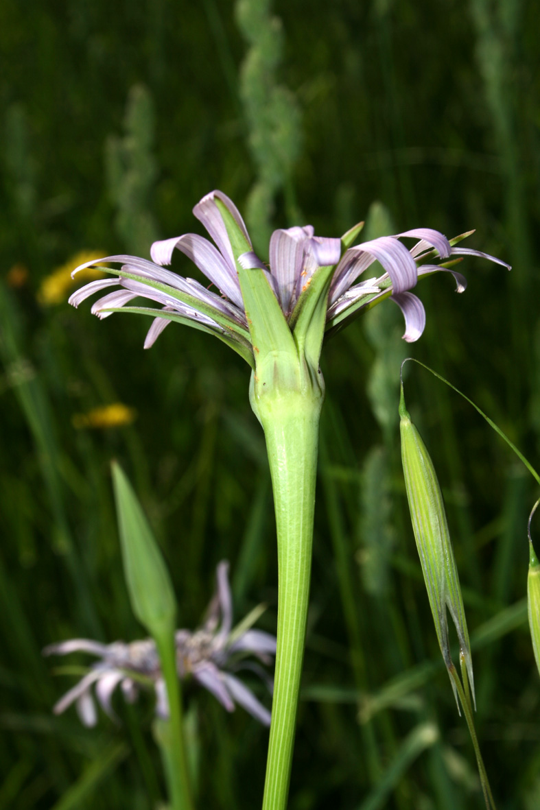 Tragopogon porrifolius / Barba di becco violetta