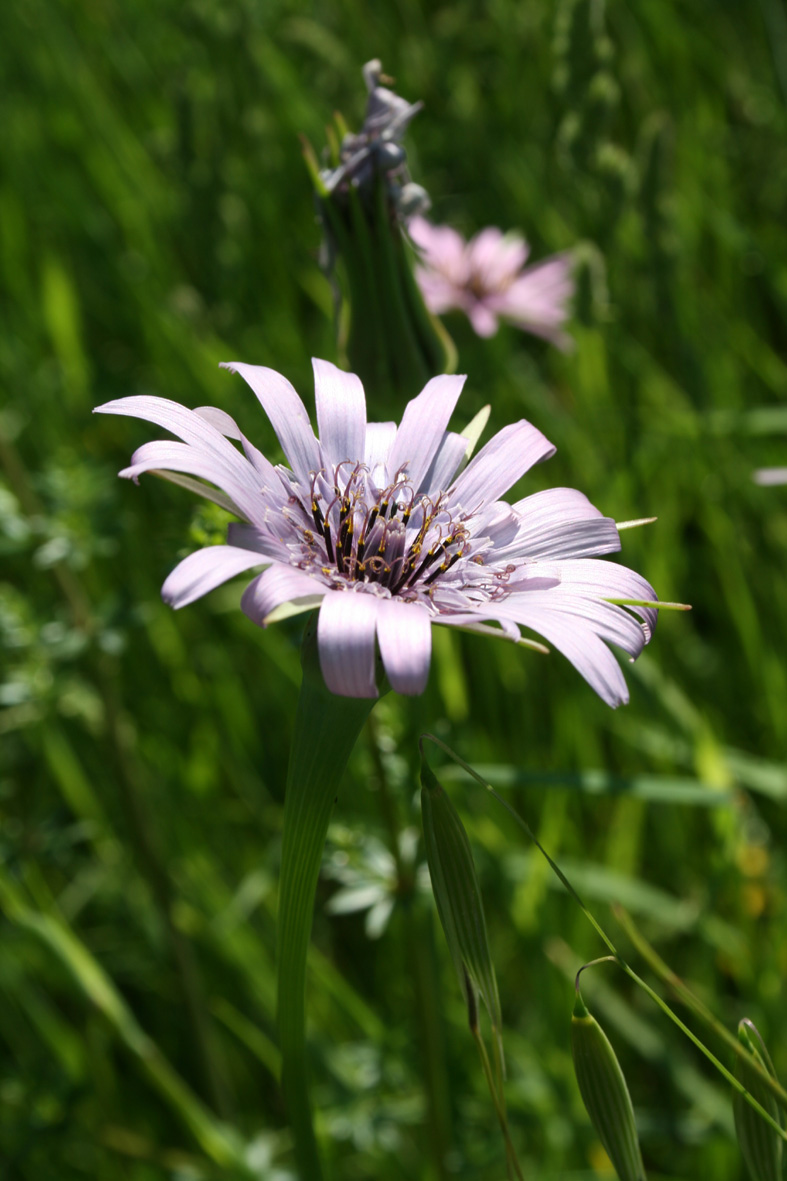 Tragopogon porrifolius / Barba di becco violetta