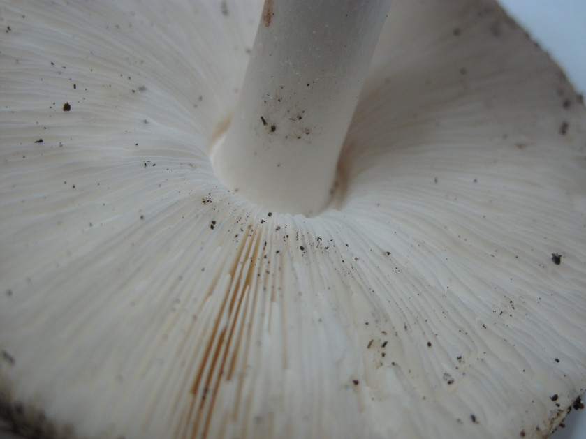 Leucoagaricus