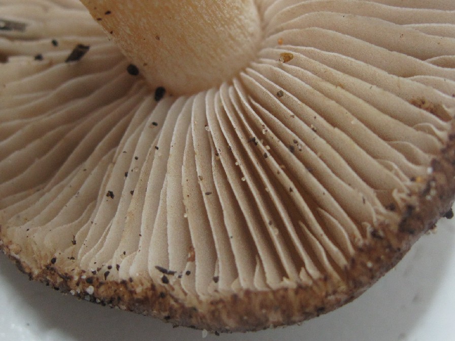 Inocybe