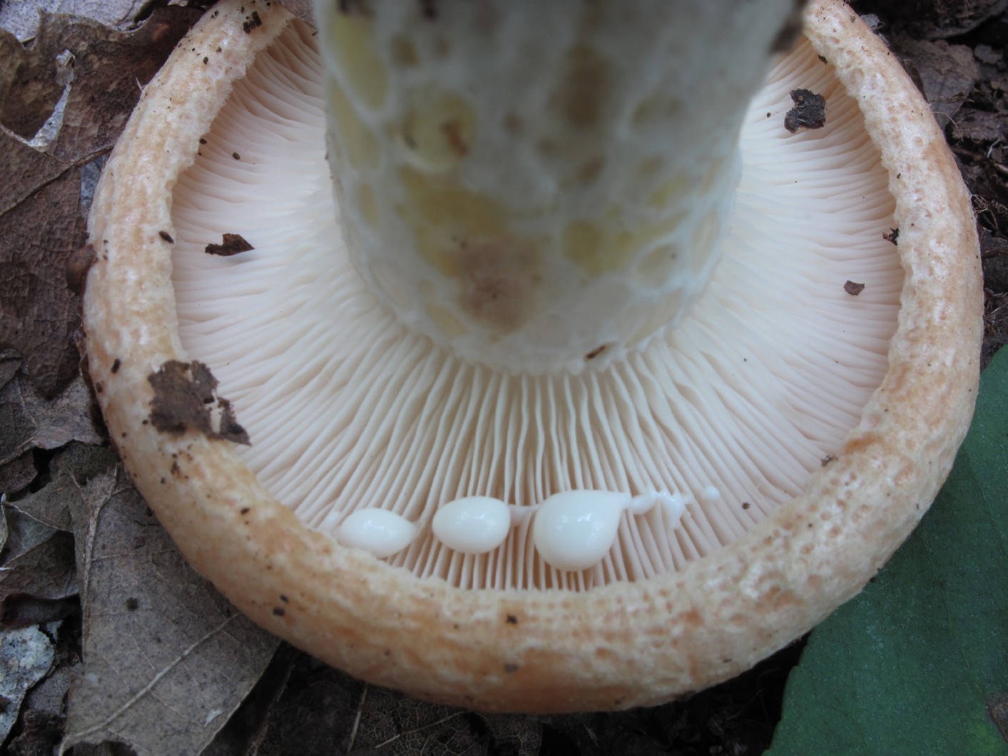 Lactarius sp.