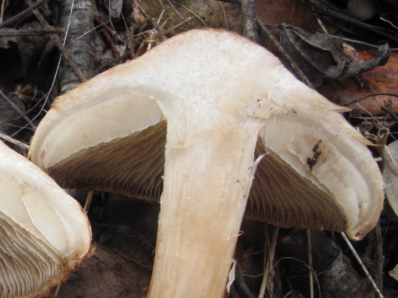 Lepiota???