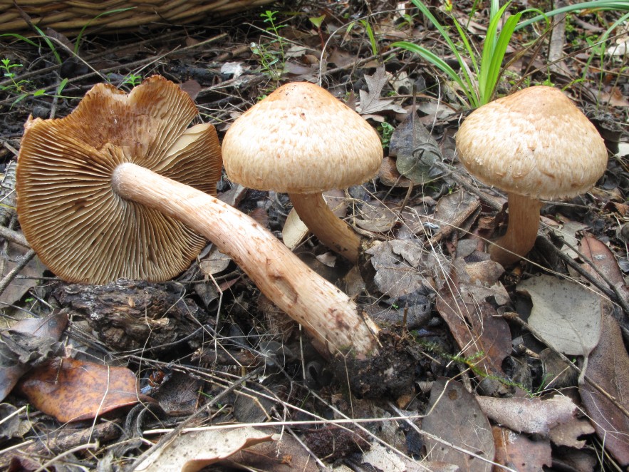 Lepiota???