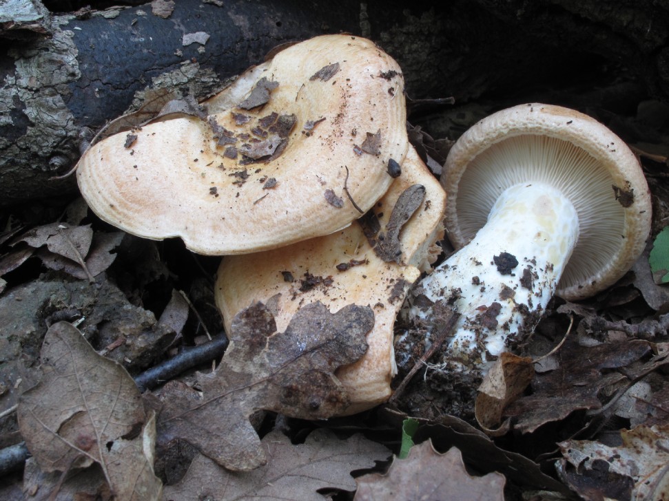 Lactarius sp.