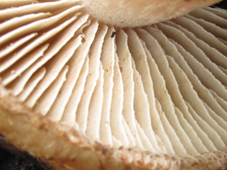 Lepiota???