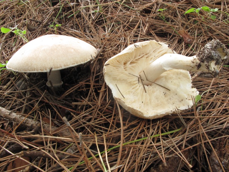 Leucoagaricus