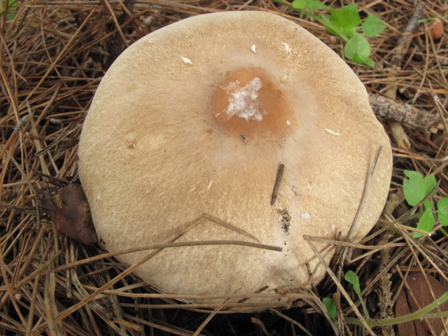 Leucoagaricus