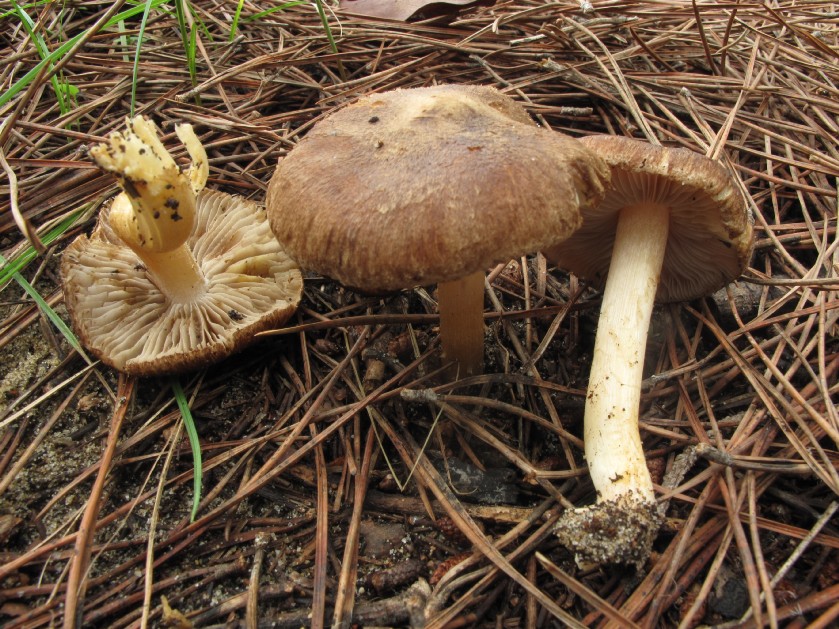 Inocybe