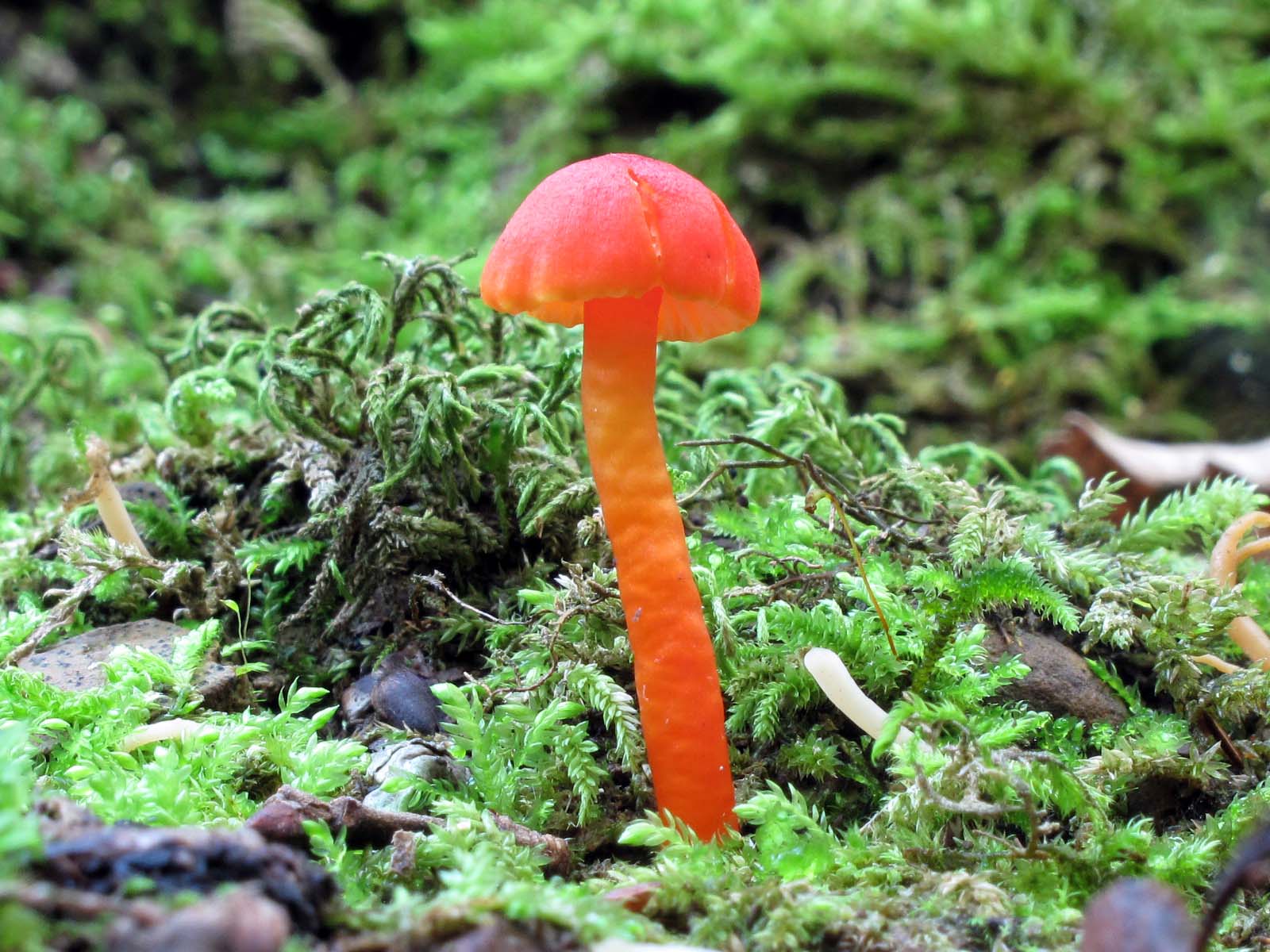 Hygrocybe sp.