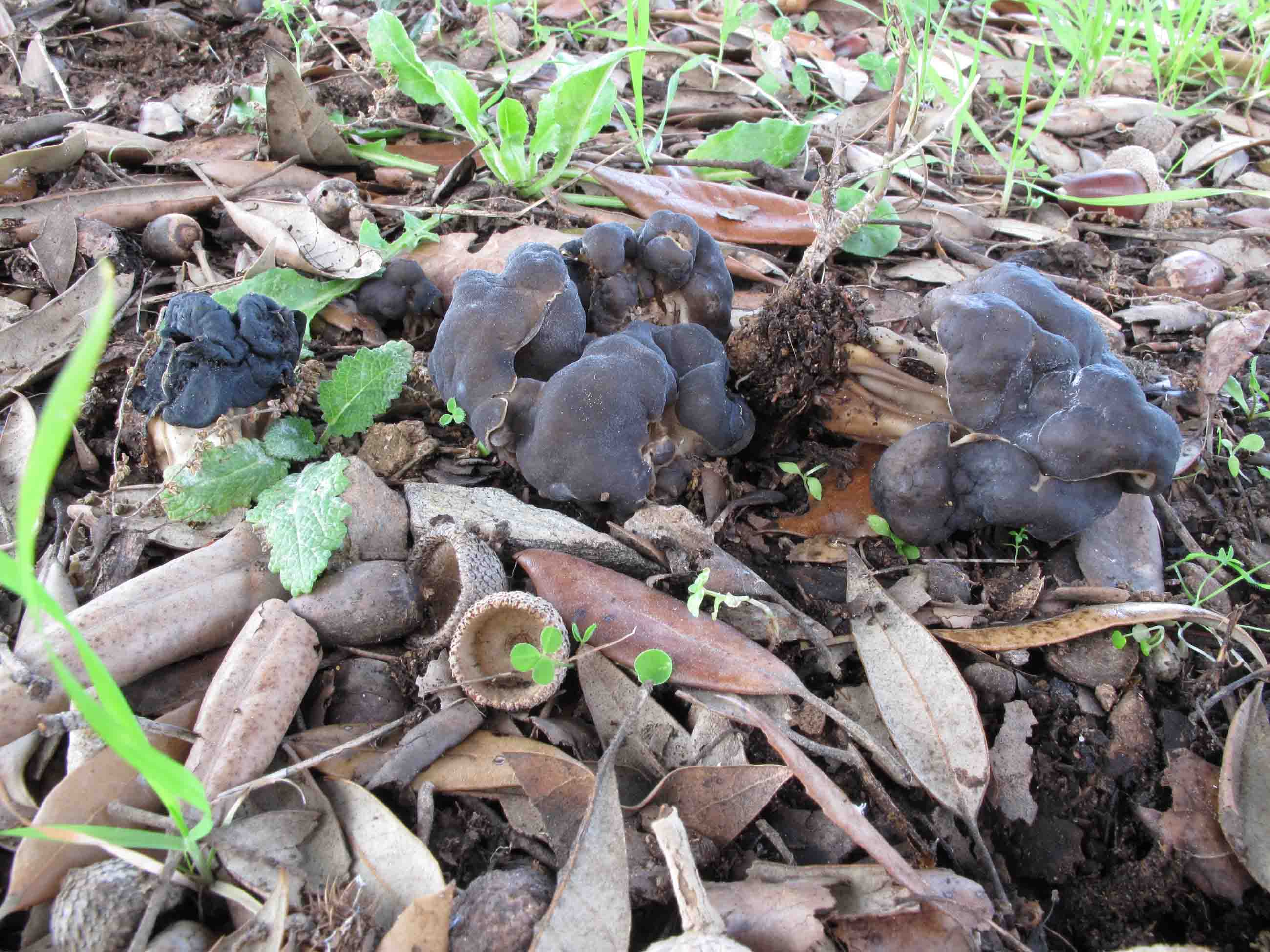 Helvella lacunosa