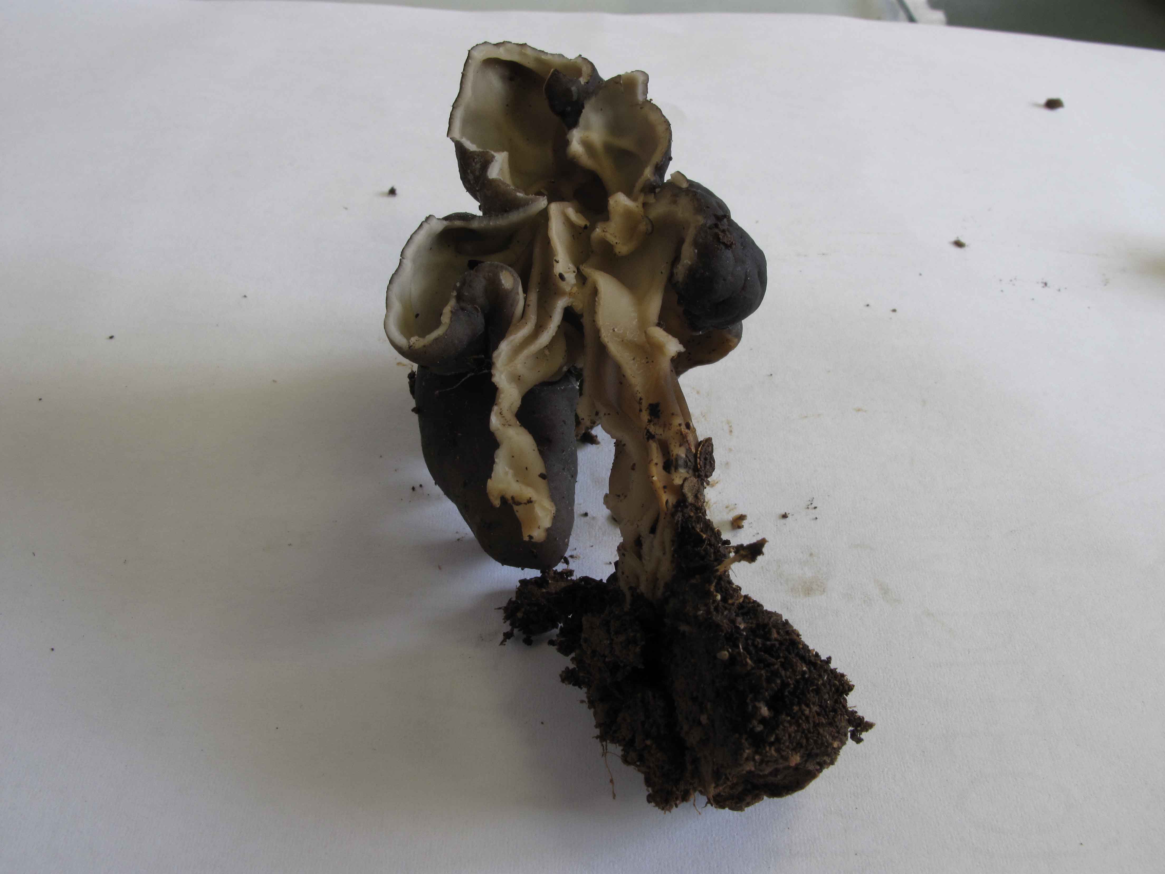 Helvella lacunosa